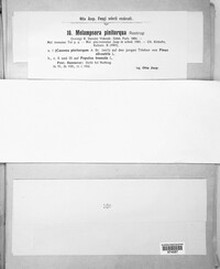 Melampsora populnea image